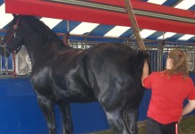 New information for equine devotees at Ag Progress Days