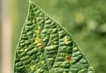 Scout soybeans for downy mildew: If you have it, it’s there to stay