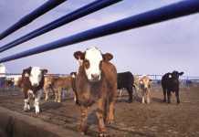 Sale of Zilmax supplement suspended after Tyson says it won’t buy cattle fed it