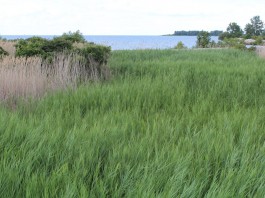 ODNR seeking NW Ohio wetland restoration sites Wetland