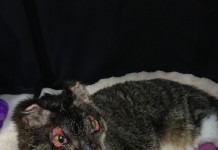 Dutchess the kitten, burned in fire, recovers with help from supporters