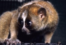 Viral videos threaten the ‘world’s cuddliest primate’ slow loris
