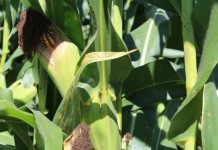 Marlin: Making market history can be painful Corn wide