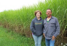 As miscanthus crop matures, producers find more uses