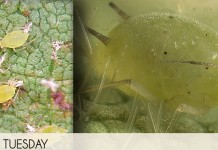 Should I control my soybean aphids?