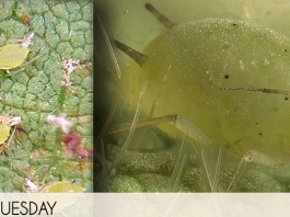 Should I control my soybean aphids?