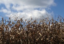 Grain markets adjust to new crop