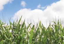 Lower grain prices may change how farmers make their plans