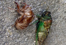 The cicada swarm may be good news for foodies