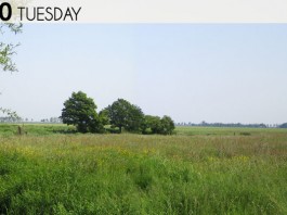 pasture land