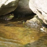 Protect aquatic life: Don’t flush unused medications, expert advises