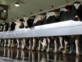 Preparing for the milk inspector Andreas milking parlor