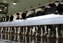 Without immigrants, milk prices would double Holstein