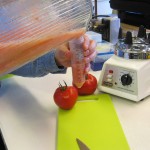 Search for what makes a tasty tomato