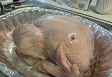 Raw turkey linked to ongoing salmonella outbreak