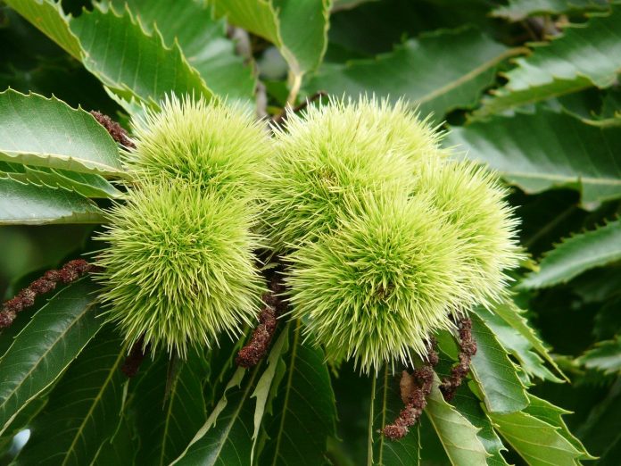 sweet chestnut