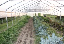 Pa. governor signs bill that classifies high tunnels as ‘temporary structures’
