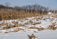 After a long weekend, grain market analysis tougher