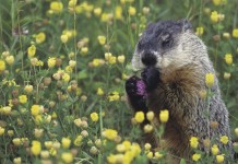 Got wildlife problems in your backyard? Get help