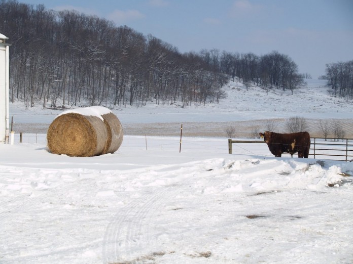 hay bale in snow