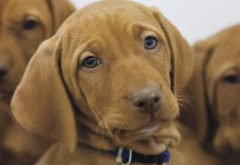 Dogs likely originated in Europe more than 18,000 years ago, biologists report