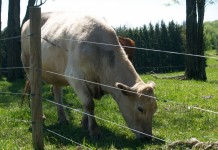 Ohio Beef Checkoff up for vote, would increase from $1 to $2 per head