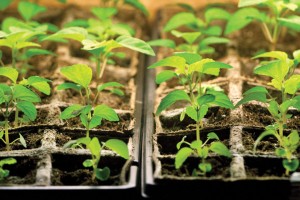 seedlings