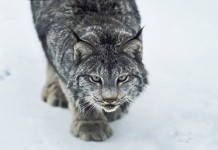 ODNR announces proposed hunting seasons, species designations