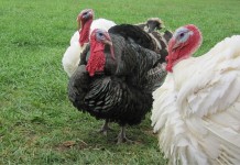 Why farming changed the way I eat