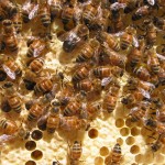 Four common pesticides toxic to honeybee larvae, study finds honey bees