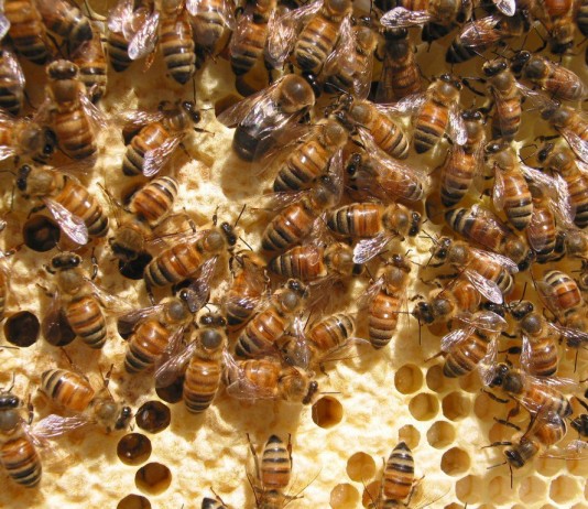 honey bees