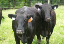 Cattlemen: Beef up basic management practices