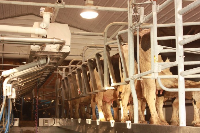 milking parlor