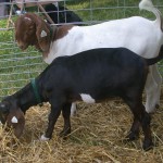 What’s the next big meat? Immigrant population driving up goat demand