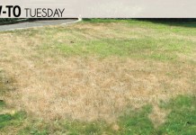 What can I do about dead grass? Here’s a few options