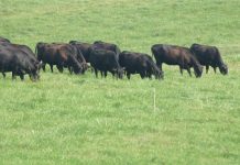 Penn State to offer classes on livestock profitability cattle grazing