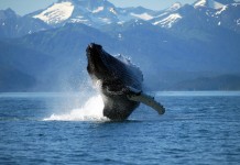 As ice melts, whales, ships more common through Bering Strait