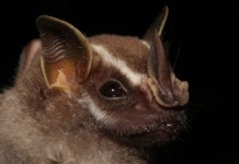 Scientists study bats to understand how we smell
