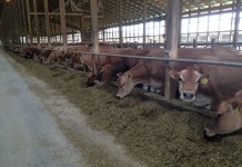 Only the smart survive: Looking for resilient dairy farms