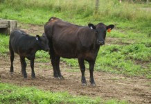 Beef producers: Beware of cold winter’s impact on calving, lactation