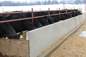 Beef cattle at prison farm.