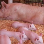Swine virus to impact production, prices in 2014 sow and pigs