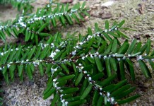Hemlock-killing pest, Hemlock Woolly Adelgid, found in new areas in Ohio