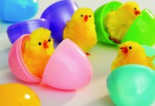 Five myths about Easter eggs: Truth waiting to unhatch