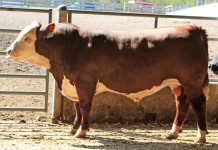 Pa. performance tested bull sale totals $265,700