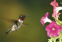 Reliable signs that spring is here hummingbird