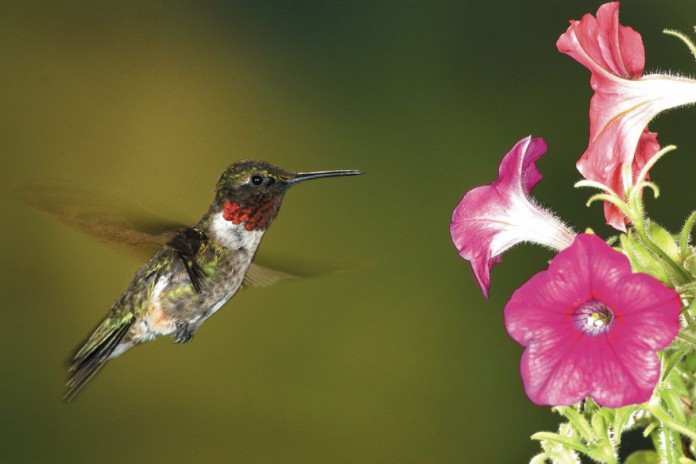 hummingbird