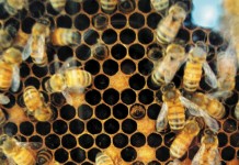 Ohio honey production down 29.2 percent from 2012