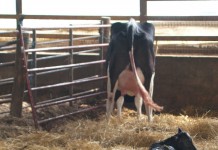 First 24 hours critical for calf colostrum