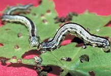Fall Cankerworms make major May appearance in West Virginia